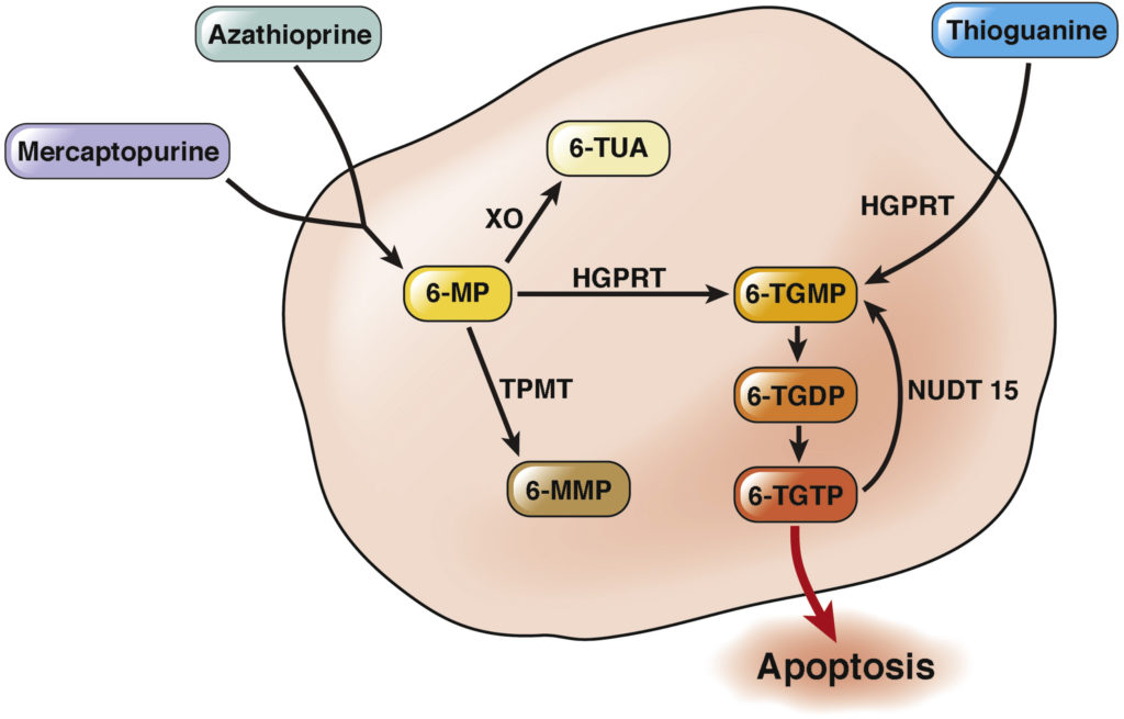 "Simplified thiopurine metabolism scheme"